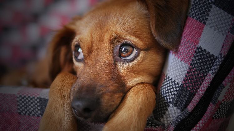 El perro está enfermo