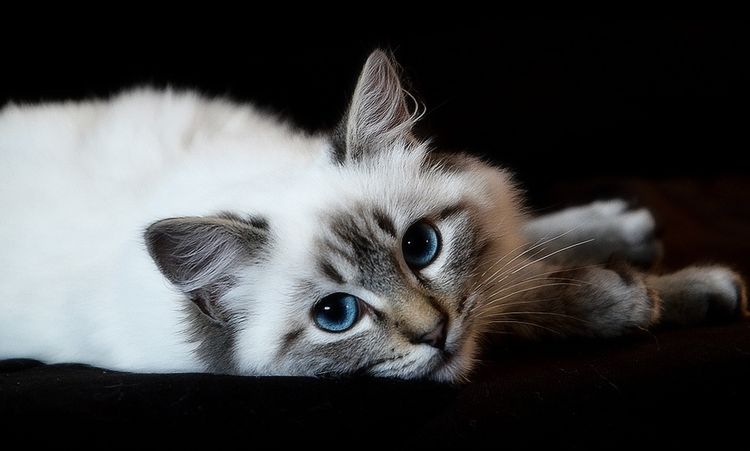 Gato de ojos azules