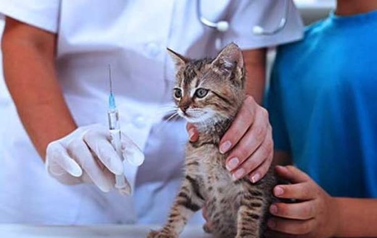 Gatito en el veterinario