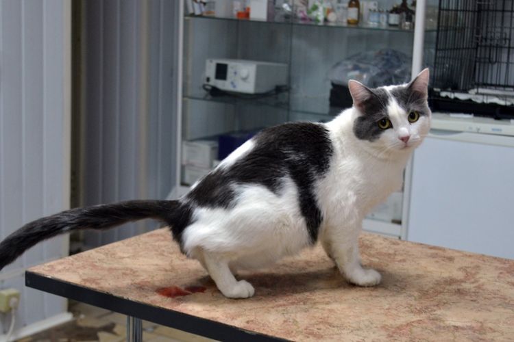 El gato orina sangre