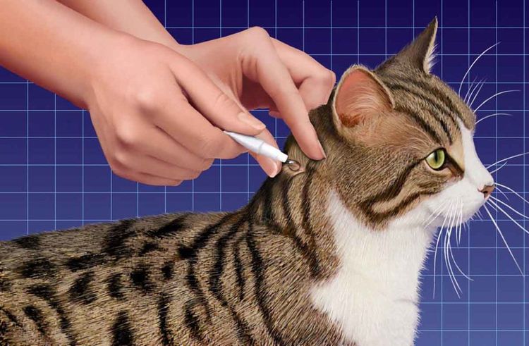 Cómo aplicar las gotas en la cruz del gato