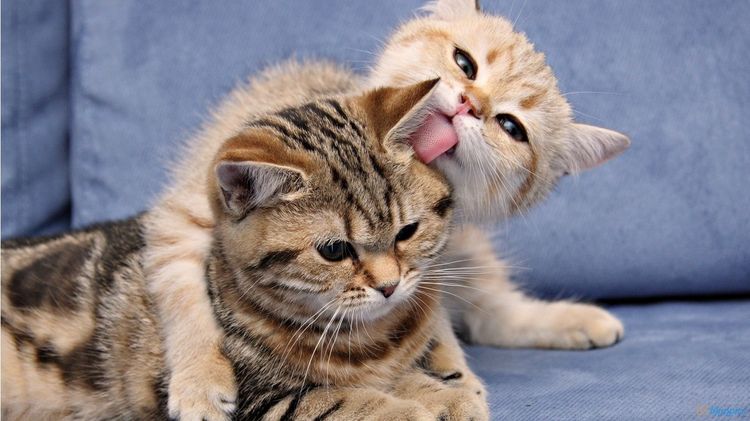 Gata y gatito