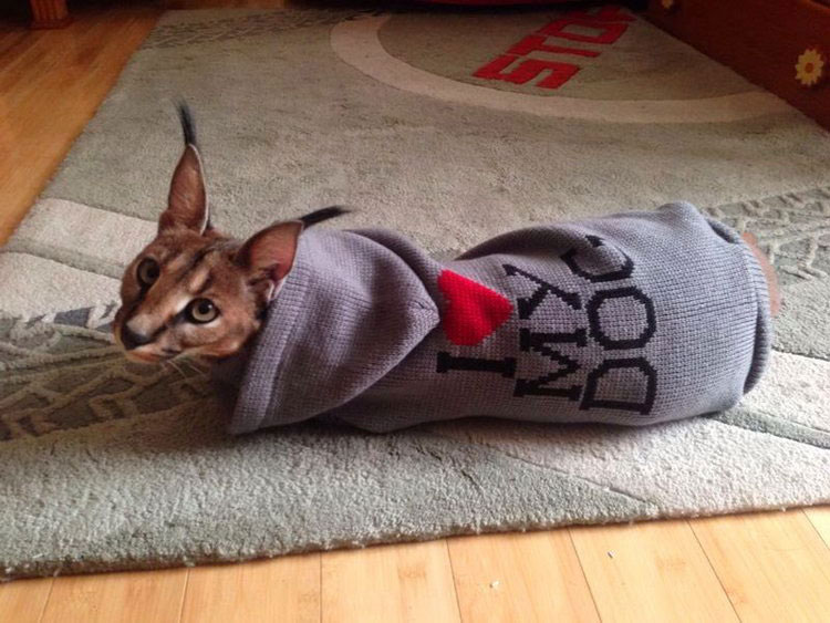 caracal en casa