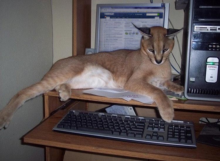 caracal doméstico