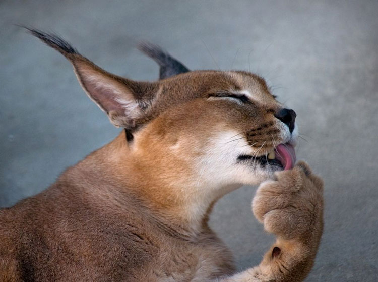 ¿Cuánto cuesta un caracal?