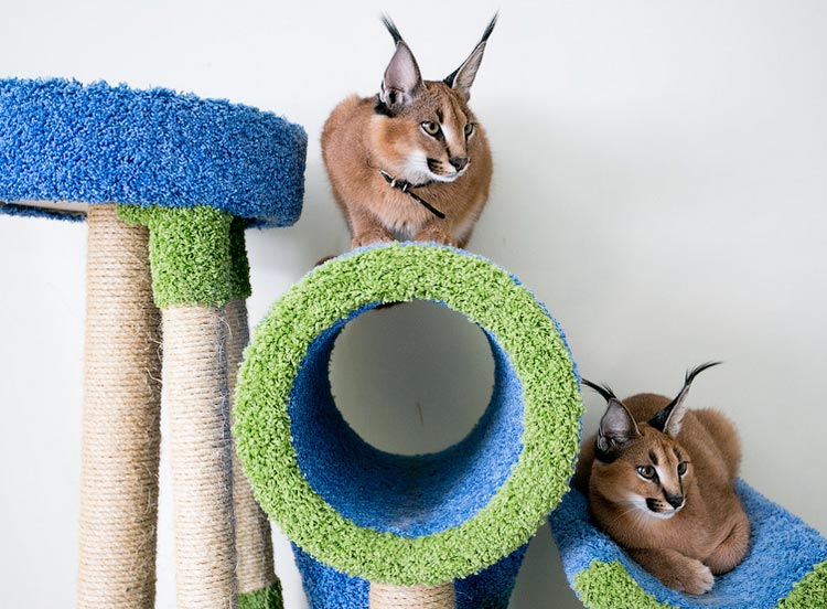 caracal