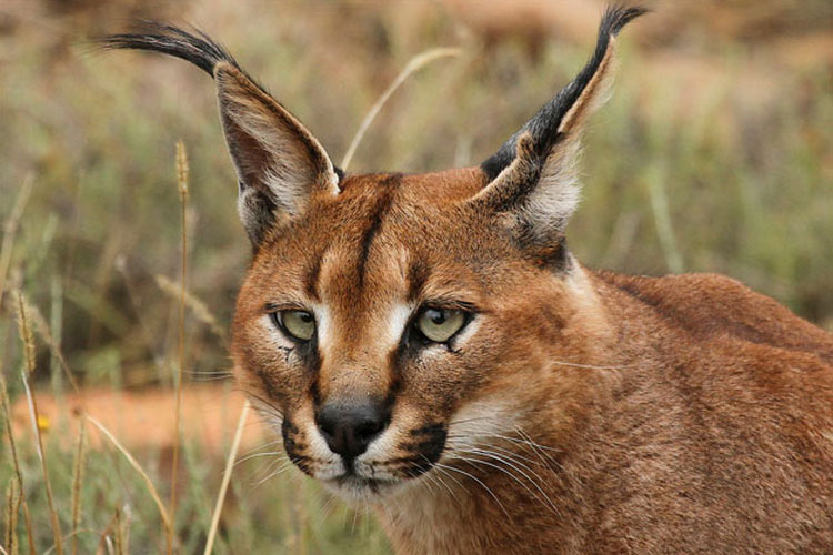caracal salvaje