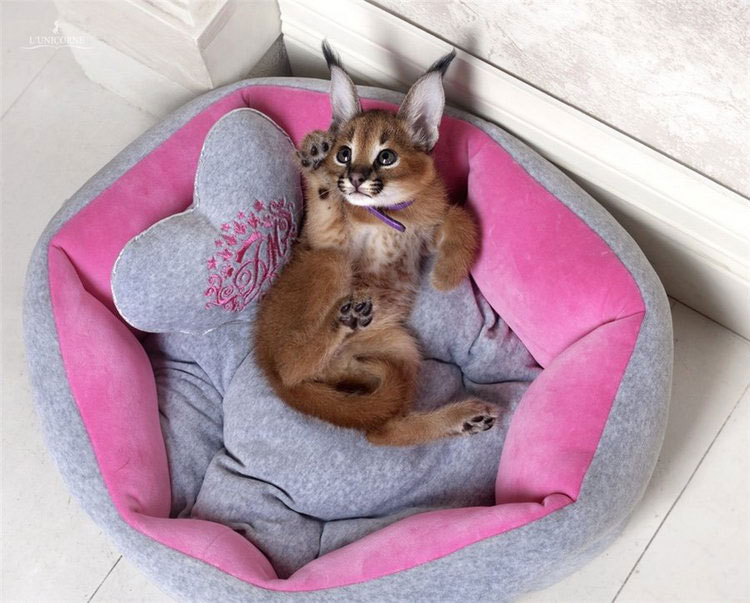 comprar gatito caracal