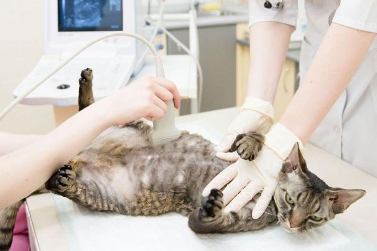 Ecografía renal para gato