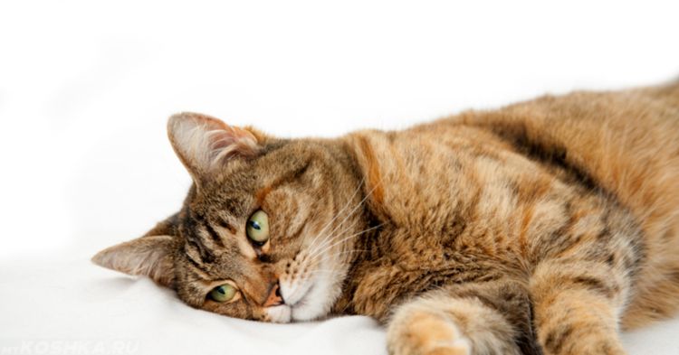 Gato triste