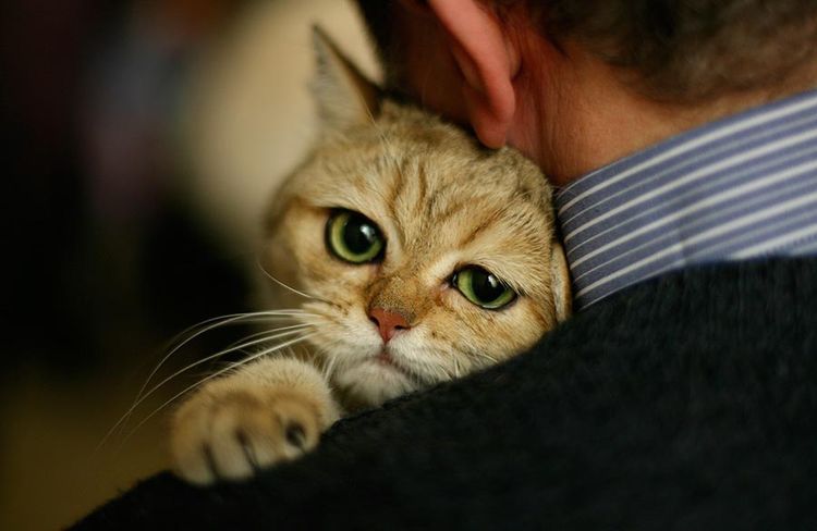 Gato triste