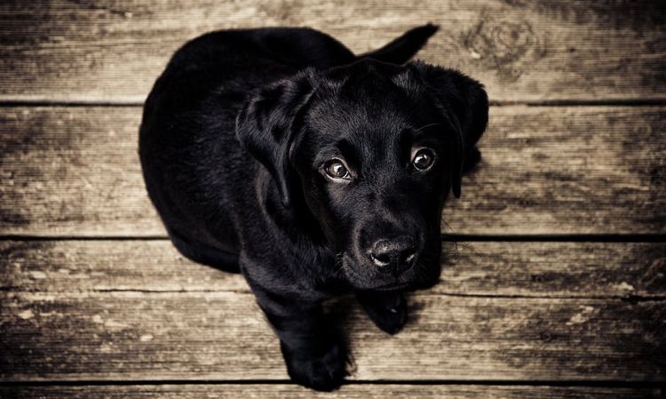 Cachorro negro sentado