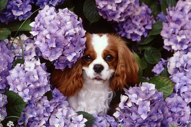 Spaniel entre flores