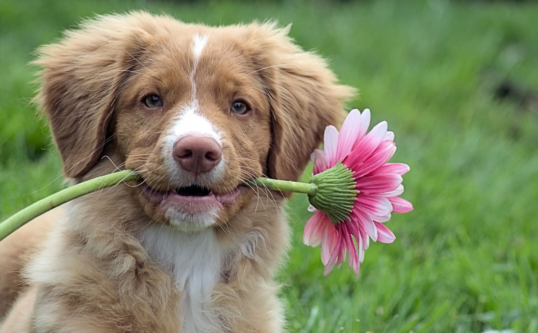 Nombres raros y bonitos para perras basados en nombres de flores