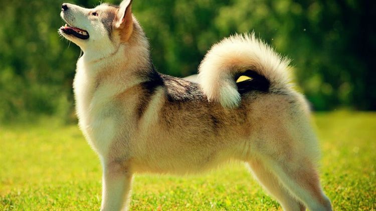 Husky de pie en un claro