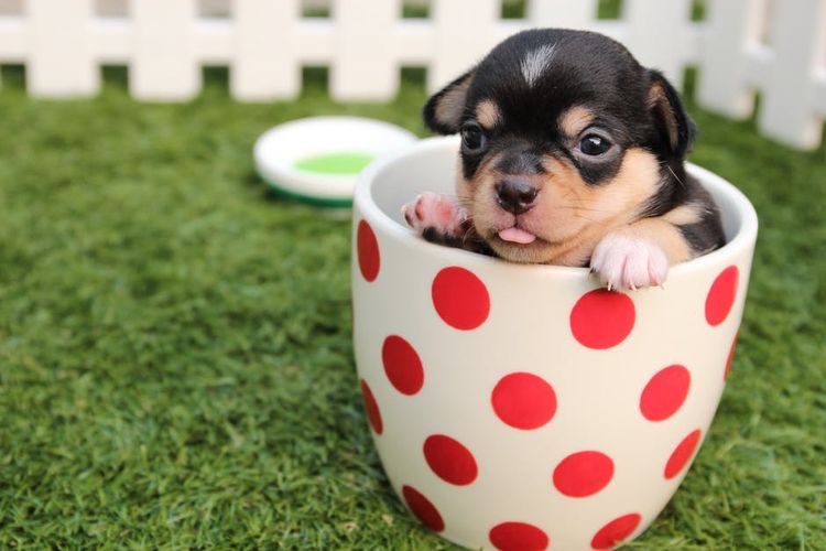 Cachorro en una taza