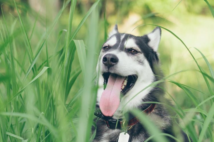 Husky sentado en la hierba espesa