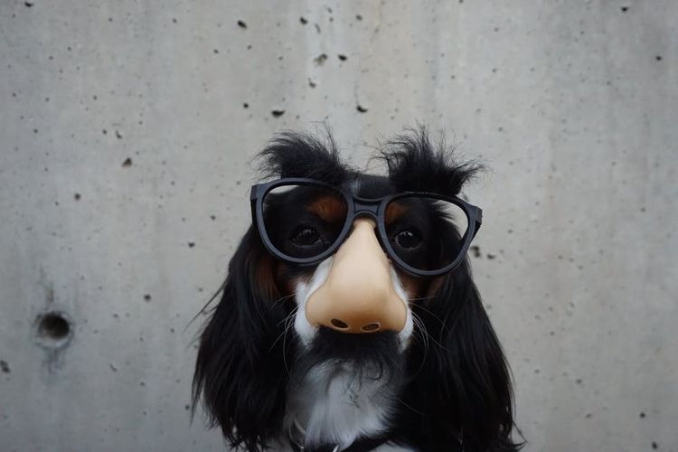Perro con gafas de sol