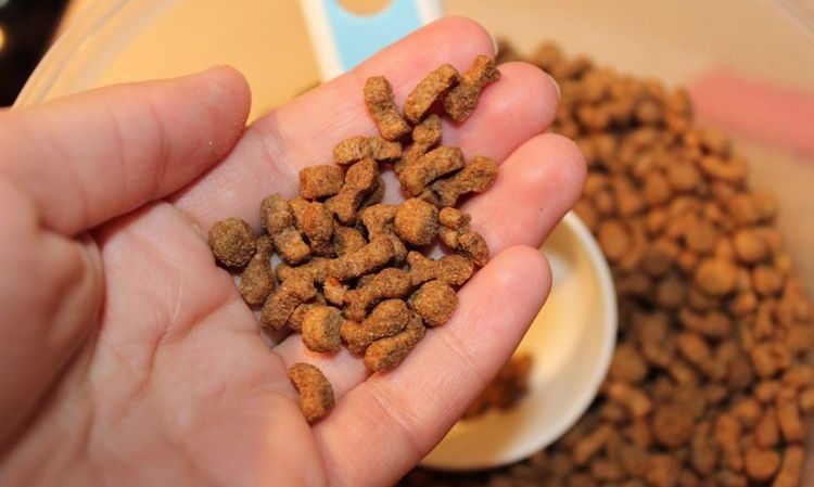 Croquetas de pienso Terracot para gatos