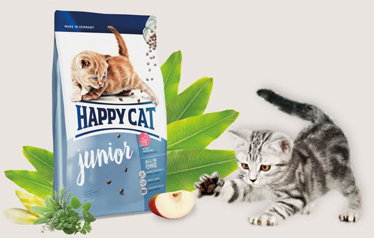 Gatito y alimento seco