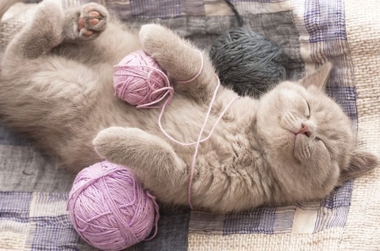 Gatito sonriente con ovillos de lana