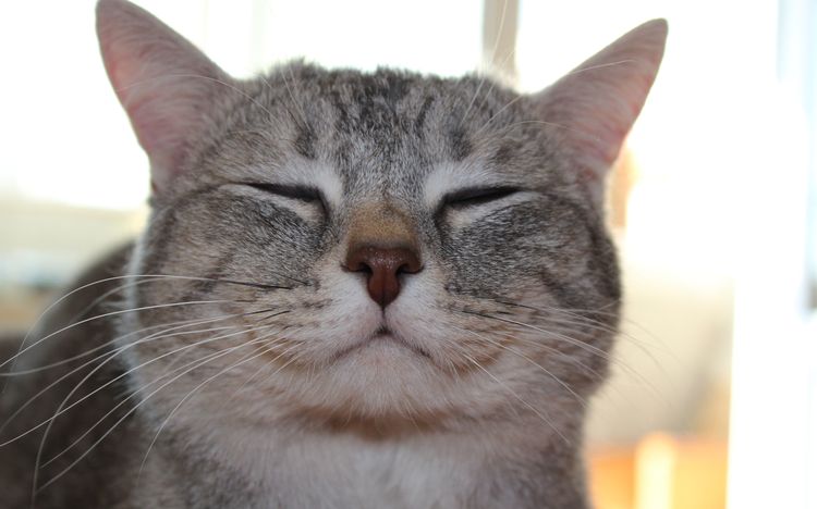 El gato gris sonríe
