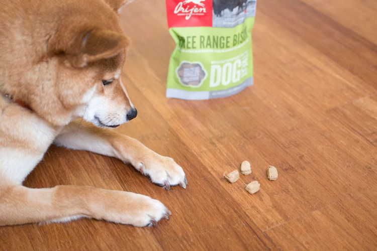 Akita y el alimento para perros Orijen