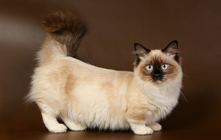 Gato con cola peluda y patas cortas