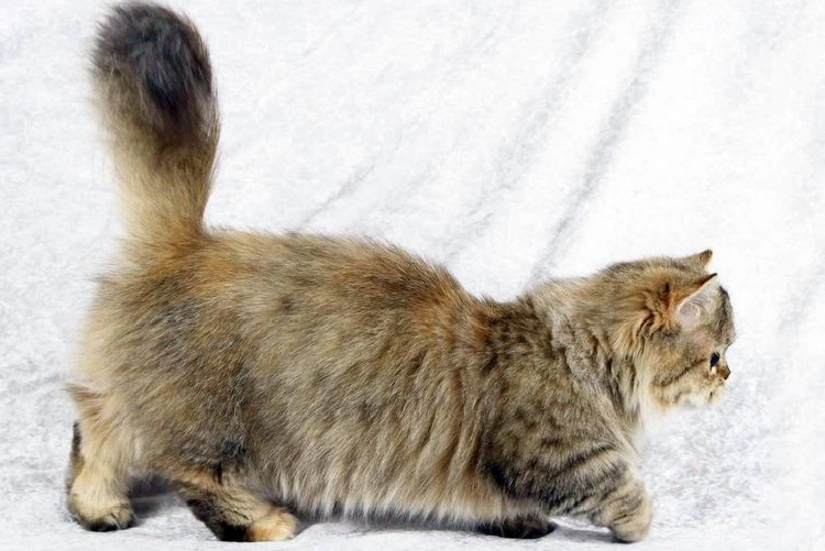 Gato Napoleón esponjoso