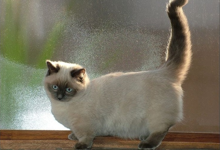 Gato Munchkin