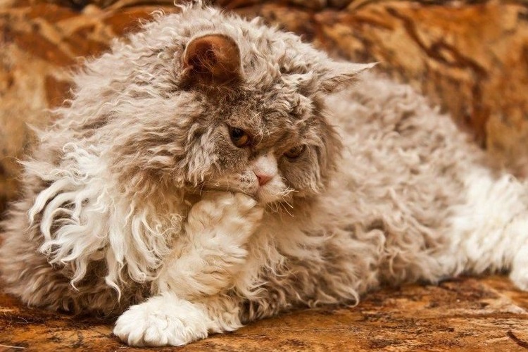 Gato Súcum de pelo largo
