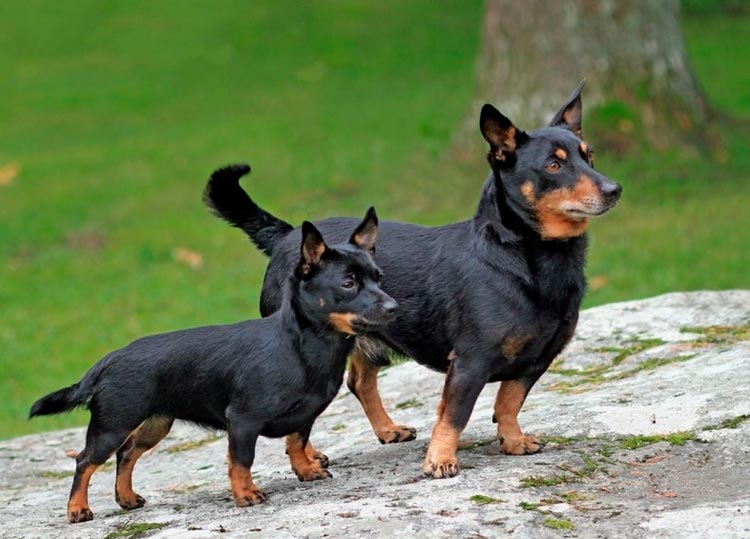 Lancashire Heeler con un cachorro