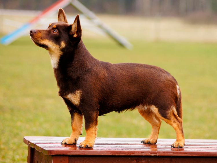 Lancashire Heeler marrón con marcas fuego