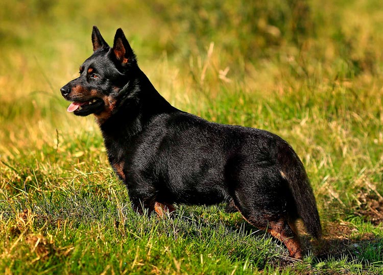 estándar del Lancashire Heeler