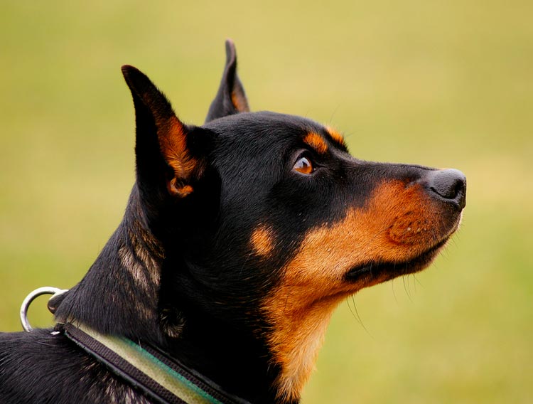 raza de perro Lancashire Heeler