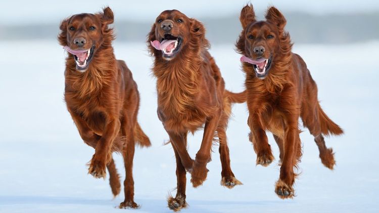 Setter irlandés