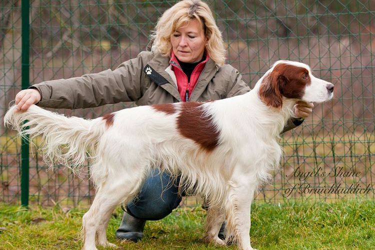 Setter irlandés rojo y blanco