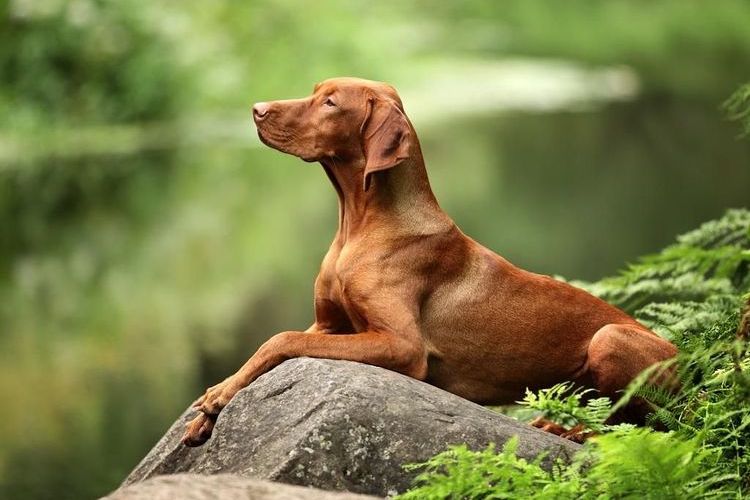 Vizsla húngaro