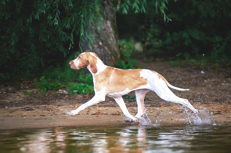 Braco italiano