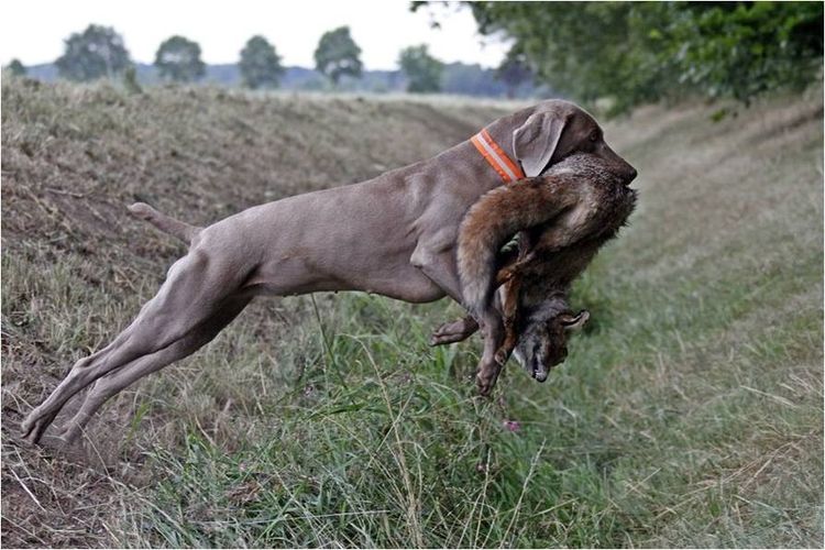 Weimaraner