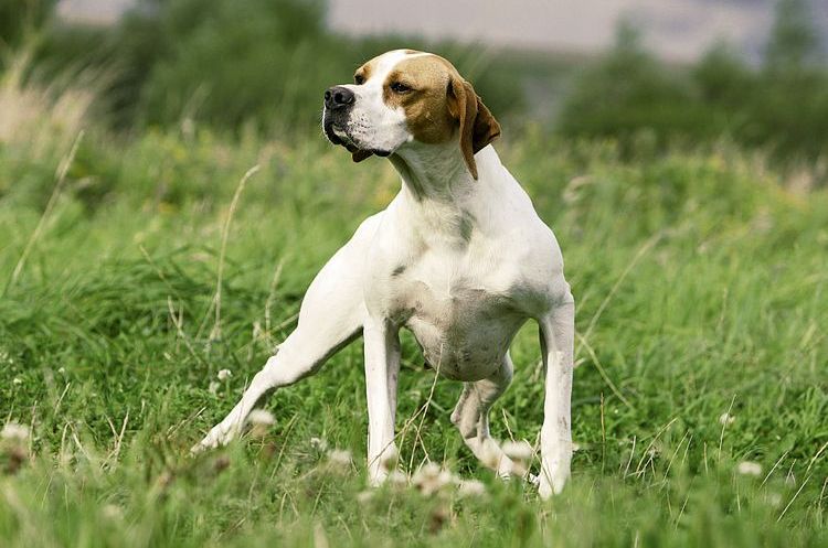 Pointer inglés