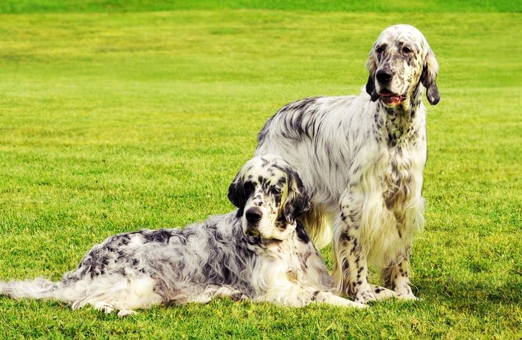Setter inglés