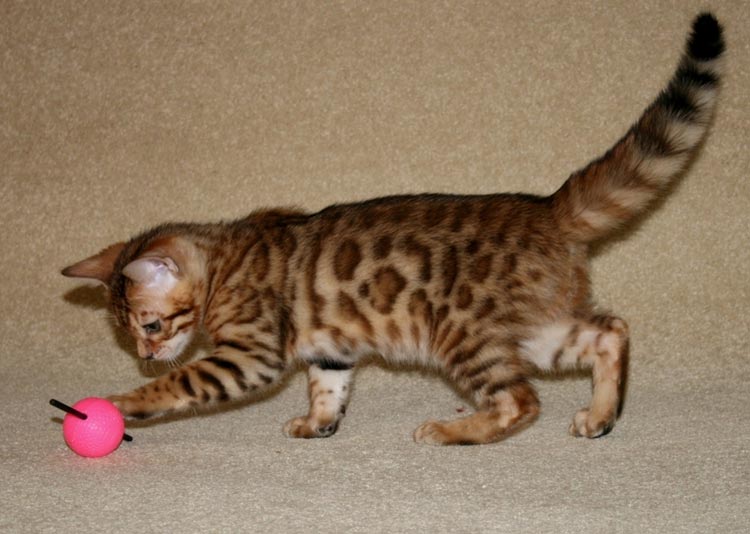 cuánto cuesta un gato leopardo