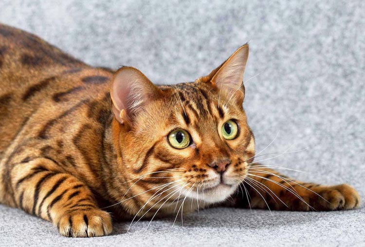 raza color leopardo