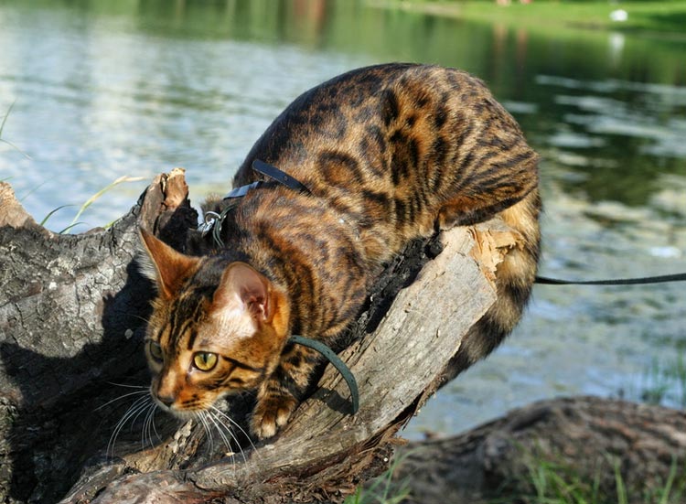 gato leopardo