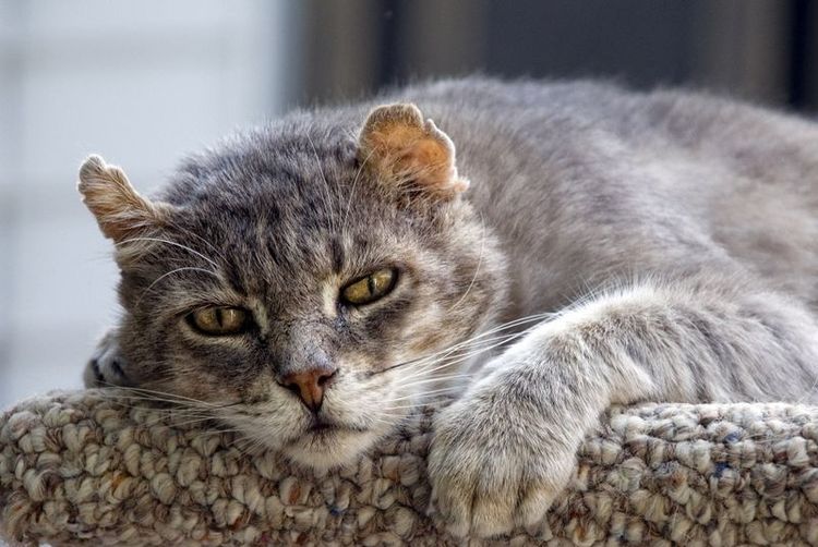 Alter Kater