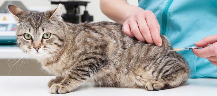 Intramuskuläre Injektion beim Kater