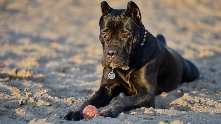 Cane Corso