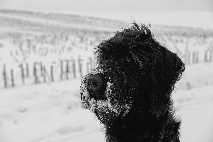 Riesenschnauzer