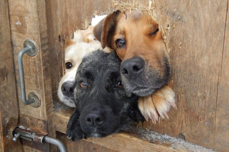 Perros asomándose por un agujero en la valla